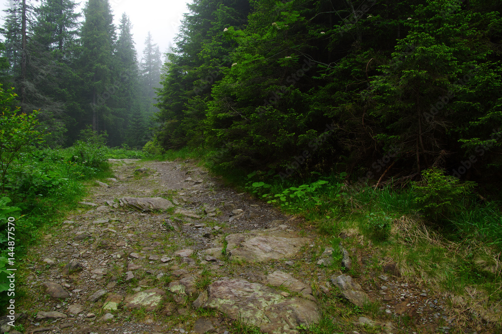 stone road in forest stone road in forest