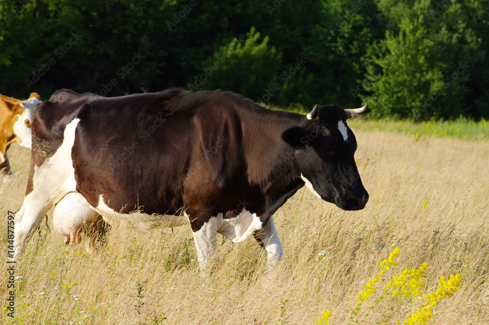 Cows grazing on a field