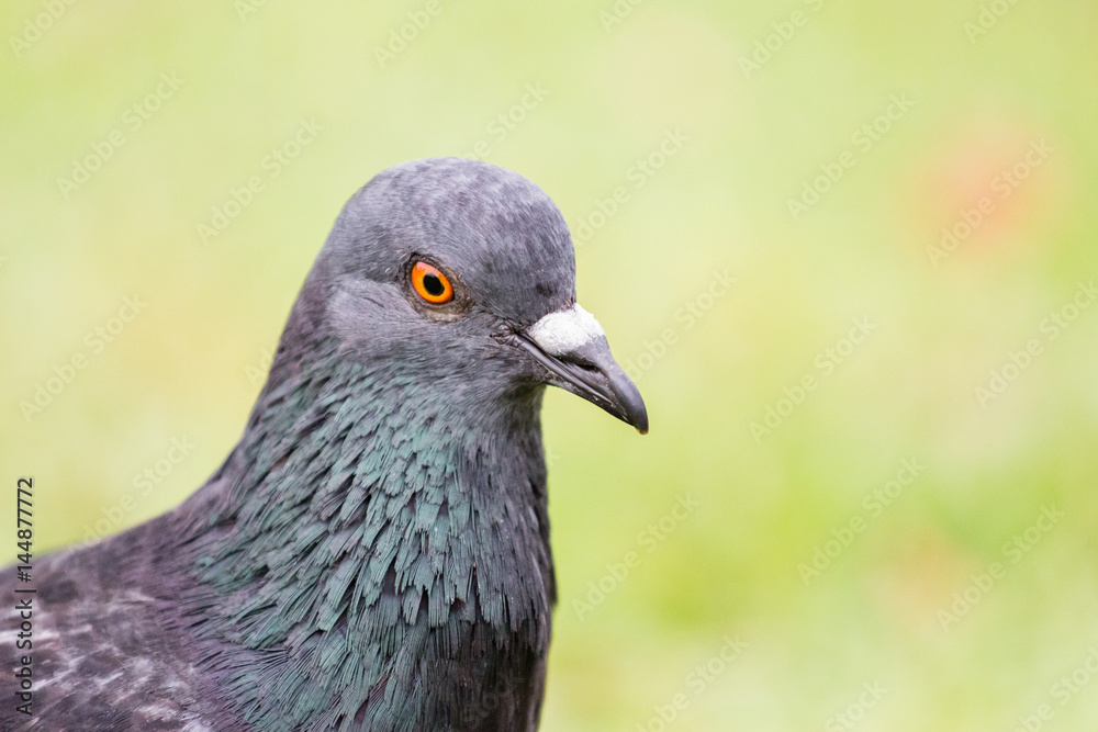 Fototapeta premium Pigeon on the grass field