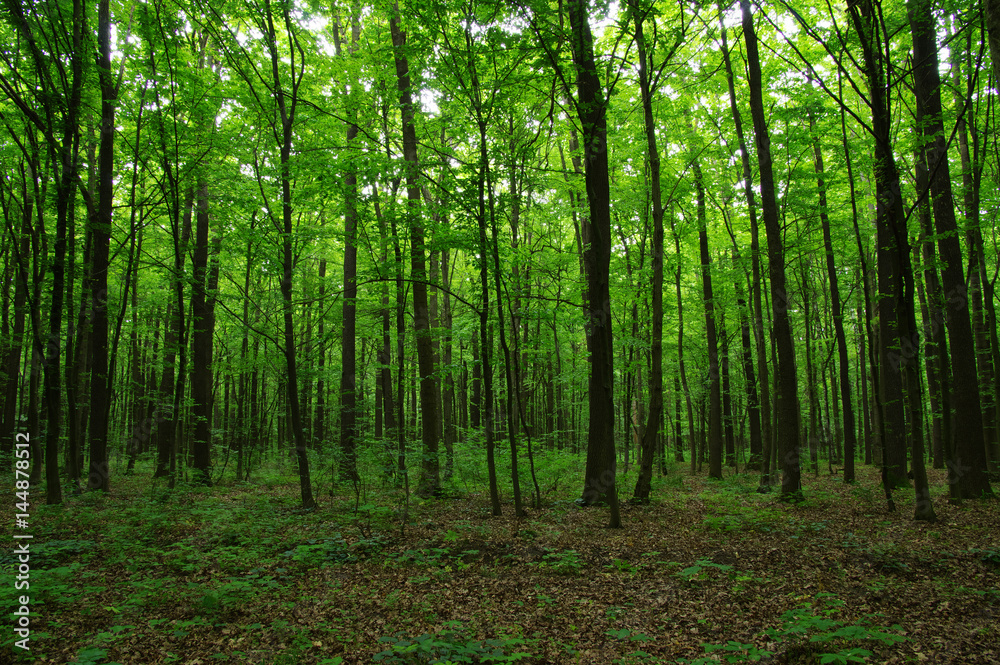 Fototapeta premium Trees in green forest