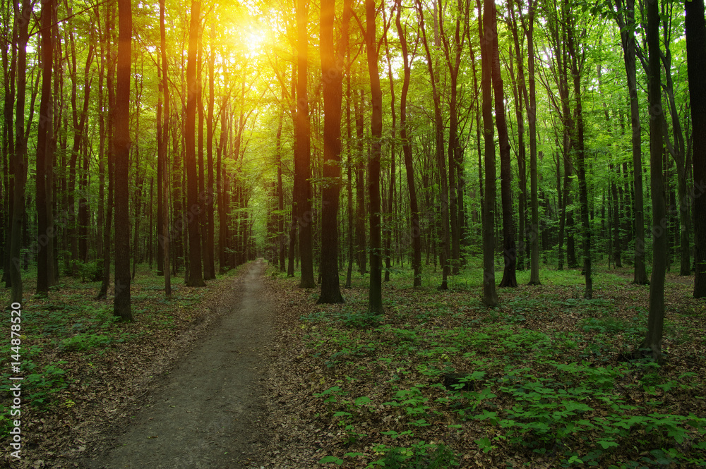 Fototapeta premium Forest with sunlight.
