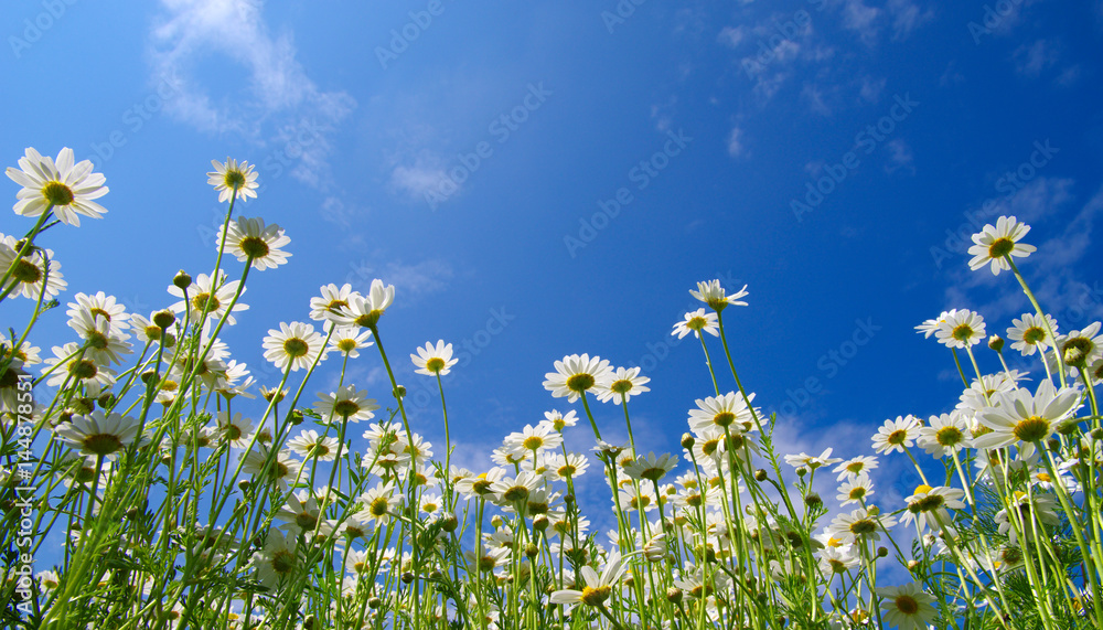 White camomiles on blue sky White camomiles on blue sky