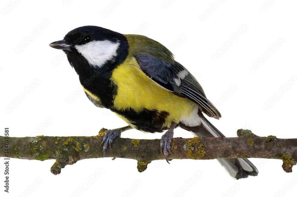 Naklejka premium great tit on a branch