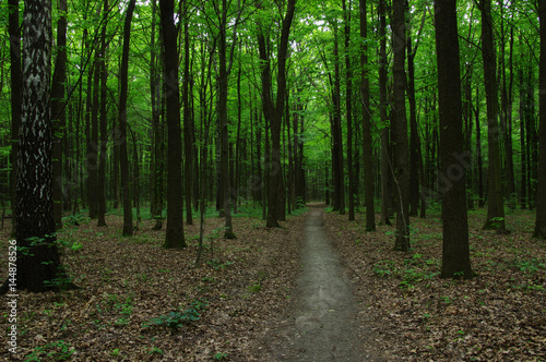 Trees in green forest © Alekss
