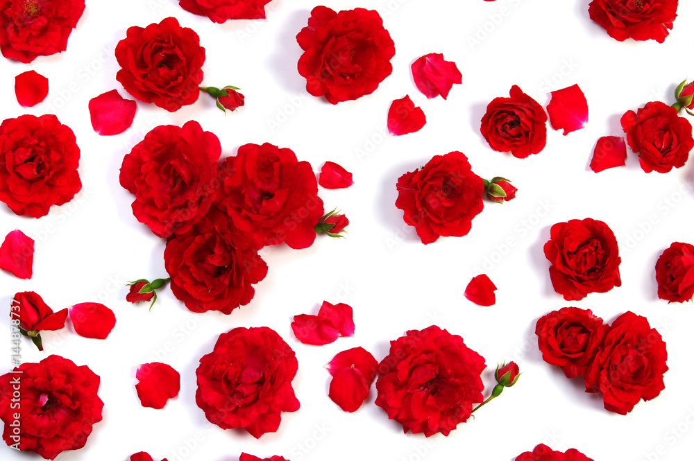 Red roses on white Red roses on white