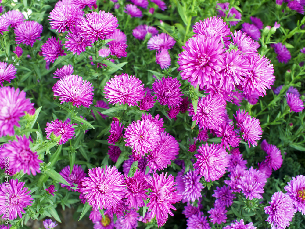 violet violet