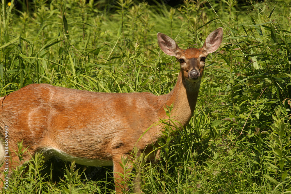 Deer in PA