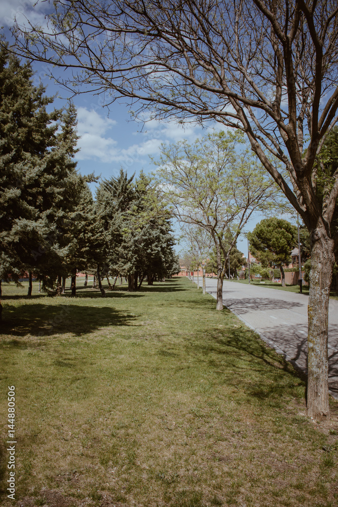 Lanscape of trees at park and we can see the sky blue with clouds Lanscape of trees at park and we can see the sky blue with clouds