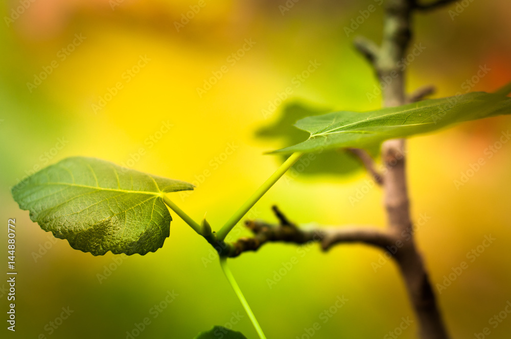 Leaves with yellow and green background Leaves with yellow and green background