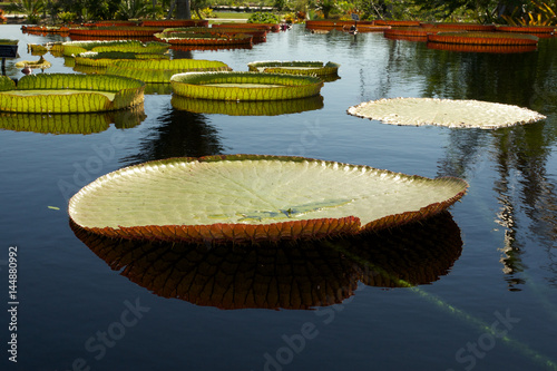 фотографія Giant lily pads