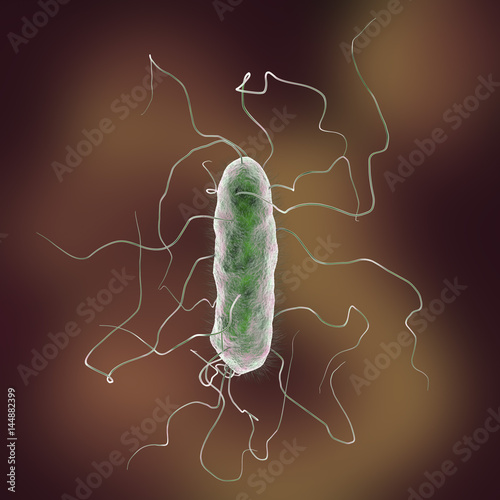 Proteus mirabilis bacterium, 3D illustration. Gram-negative bacterium with causes enteric, urinary and other infections photo