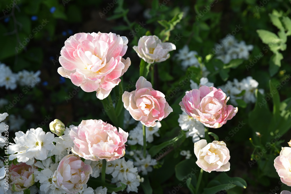 Tulipes roses à fleurs doubles au printemps au jardin