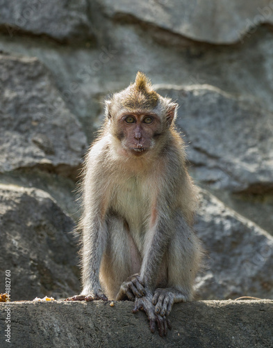 The monkey is waiting for tourists on the wall of an ancient Hindu temple - Bali, Indonesia photo