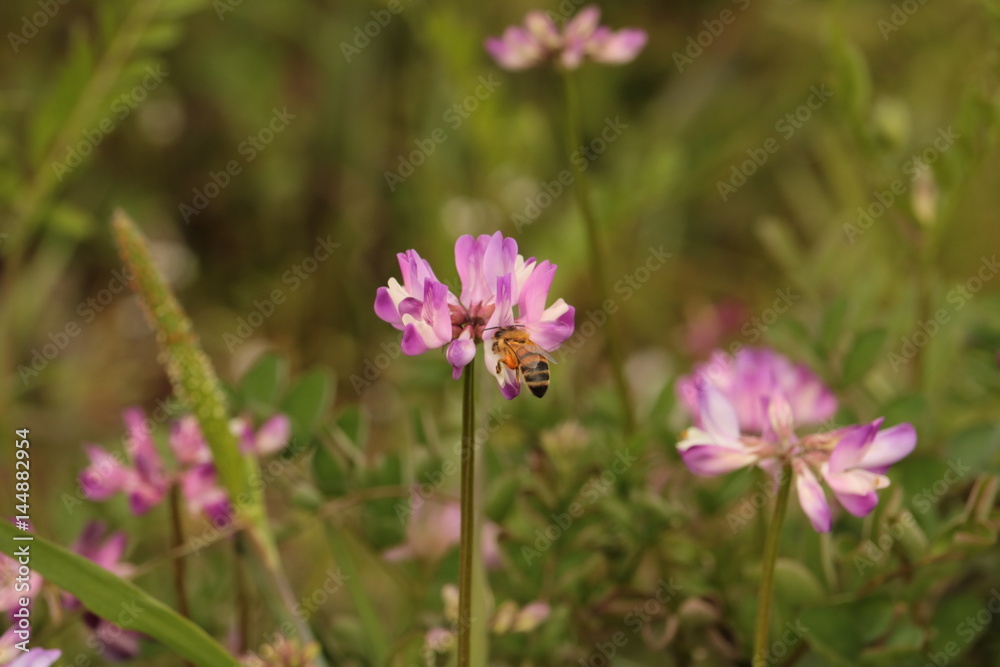 lotus flower　honeybee
