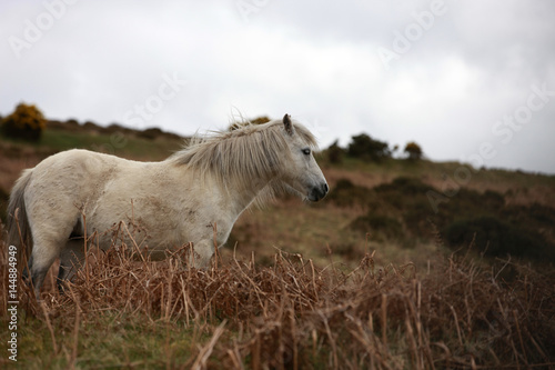 Wei  es Pferd in karger Landschaft