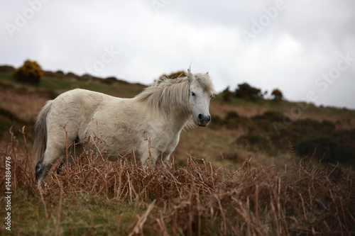 Weißes Pferd in karger Landschaft © Jana Behr