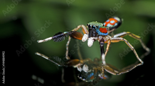 Beautiful Spider on glass, Jumping Spider in Thailand, Siler semiglaucus © Nuwat