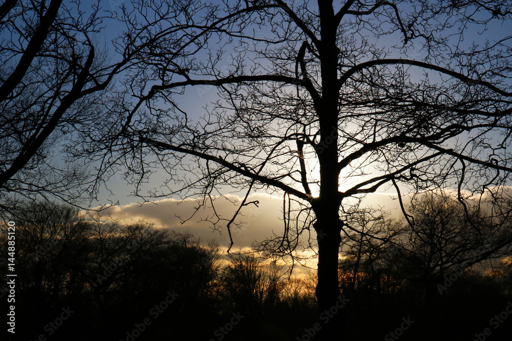 Tree Silhouette at Sunset Tree Silhouette at Sunset