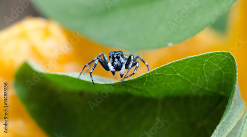 Beautiful Spider on green leaf, Jumping Spider in Thailand, Cosmophasis umbratica photo