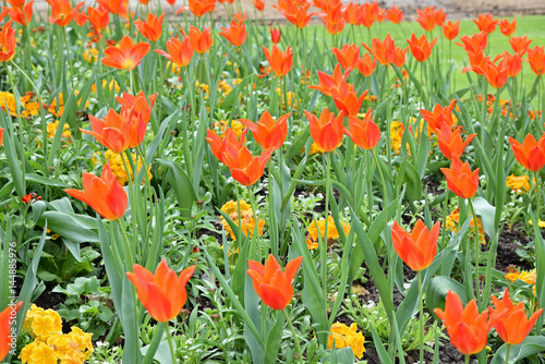Tulipes rouges au printemps au jardin