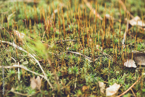 moss in the forest © alipko