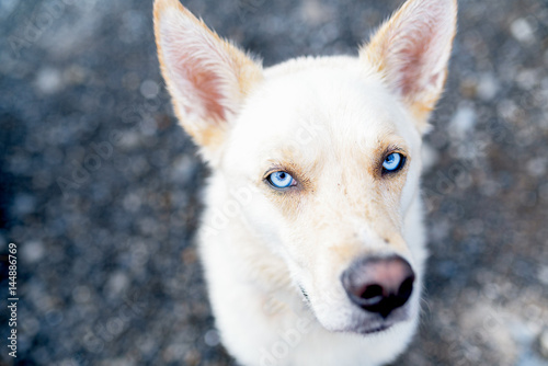 Stunning white dog with piercing blue eyes headshot