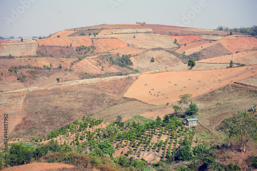 Colorful fields