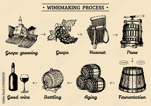 Vector grape infographics with illustrations of winery process. Sketched drawings of vine-making operations elements.