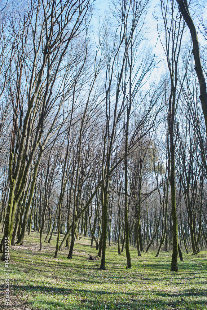 oak forest in spring