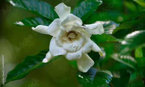 Magnolia in Albama photo