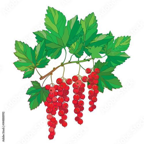 Canvas Print Vector branch with outline Red currant