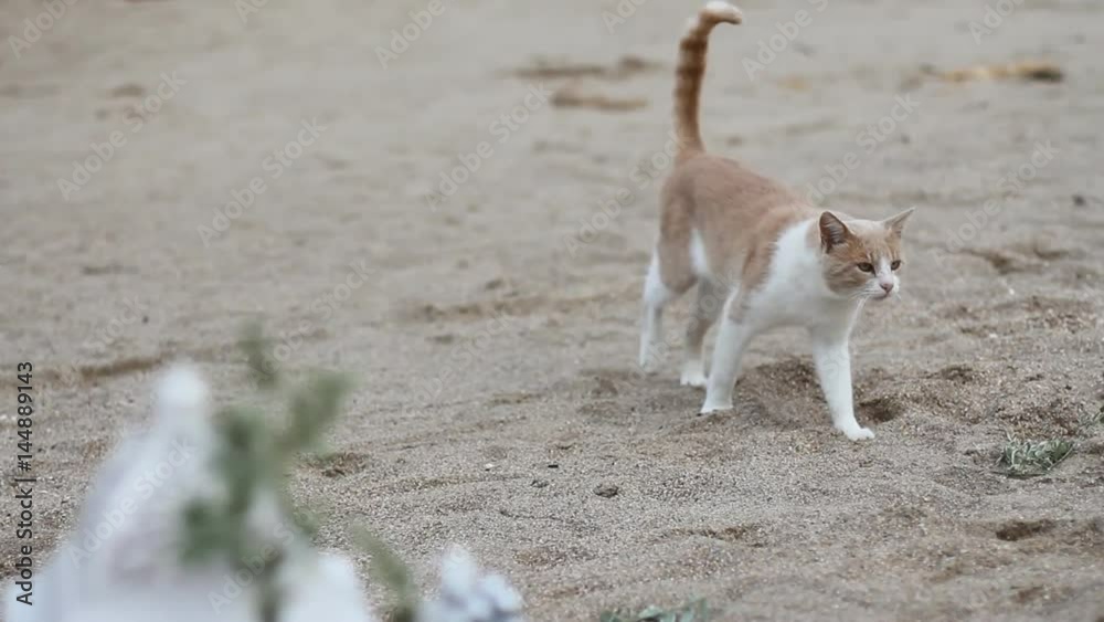 Red cat on the beach Red cat on the beach