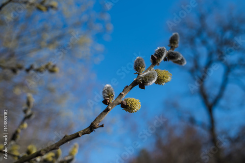 willow buds bloom in spring