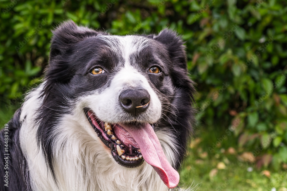 border collie dog with funny expression and speaking out of the teeth.