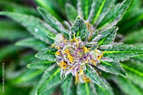 Macro photograph of an untrimmed medical marijuana flower showing trichomes and orange hairs and leaves.