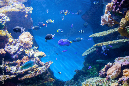 Underwater World  corals and beautiful fish.