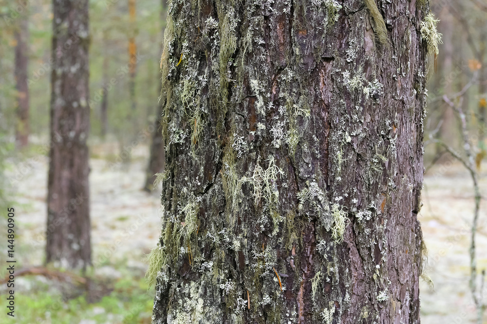 The trunk of a coniferous tree The trunk of a coniferous tree
