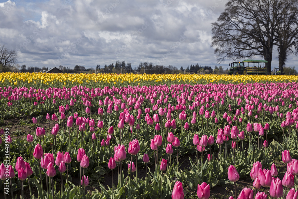 Rows of Vibrant Christmas Dream/Cherry Pink Colored Tulips Background of Golden Emperor Yellow Tulips, Blue Sky White Clouds, No People, Daytime - Wooden Shoe Tulip Farm, Oregon (HDR Image)