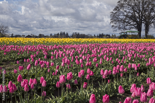 Rows of Vibrant Christmas Dream/Cherry Pink Colored Tulips Background of Golden Emperor Yellow Tulips, Blue Sky White Clouds, No People, Daytime - Wooden Shoe Tulip Farm, Oregon (HDR Image)