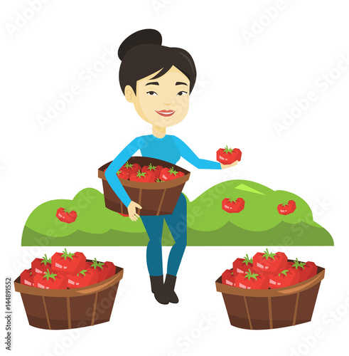 Farmer collecting tomatos vector illustration.