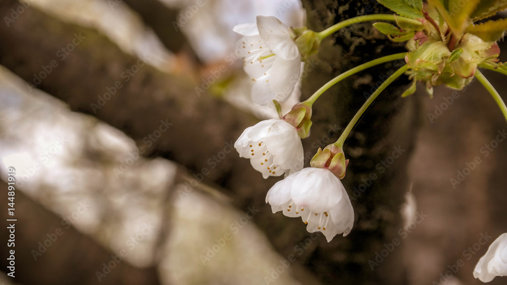 Kirschblüte