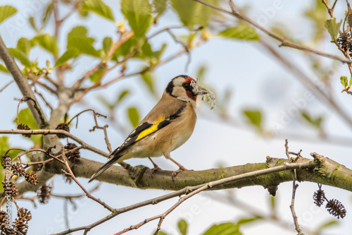 Goldfinch (Carduelis carduelis) carrying nest material. Colourful bird in the finch family (Fringillidae), with soft material for nest building in beak © iredding01