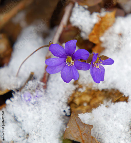 Blue anemone in the snow, brown leaf in the background