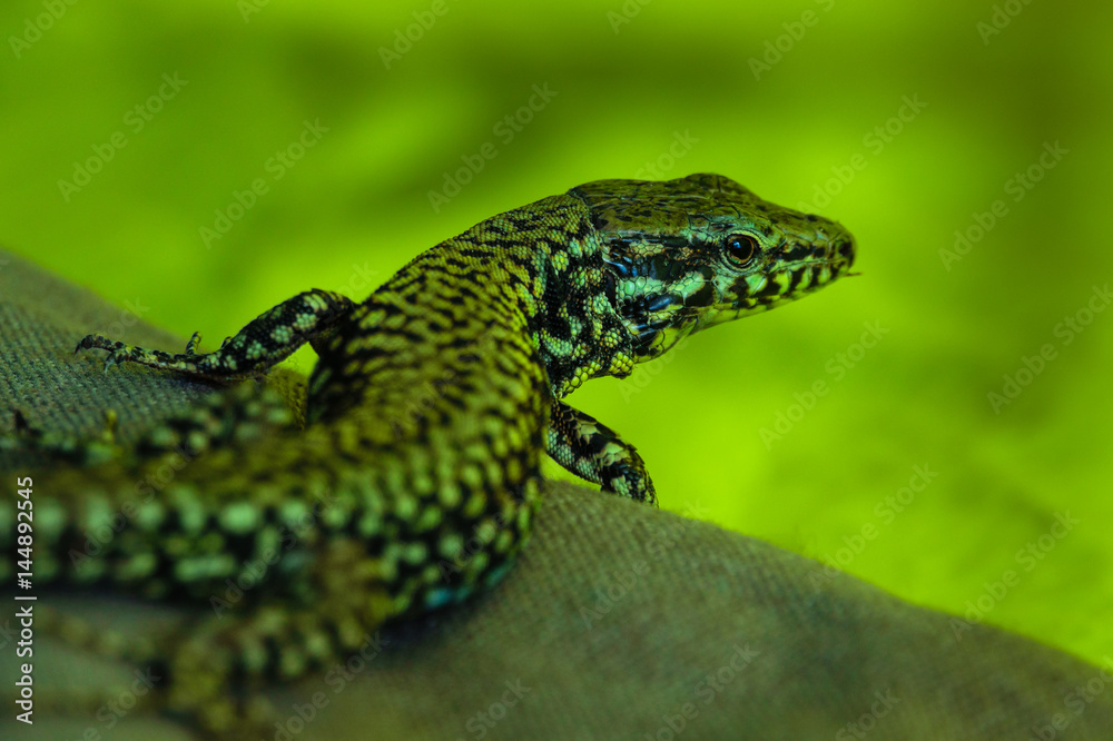 Obraz premium Wall lizard