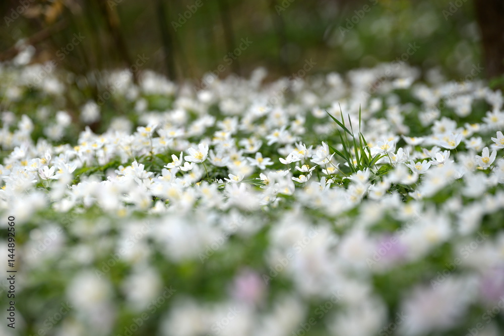 Blütenmeer, unzählige blühende Buschwindröschen im Frühling Blütenmeer, unzählige blühende Buschwindröschen im Frühling
