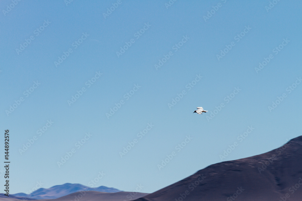 Andean gull with hills behind in Catamarca, Argentina Andean gull with hills behind in Catamarca, Argentina