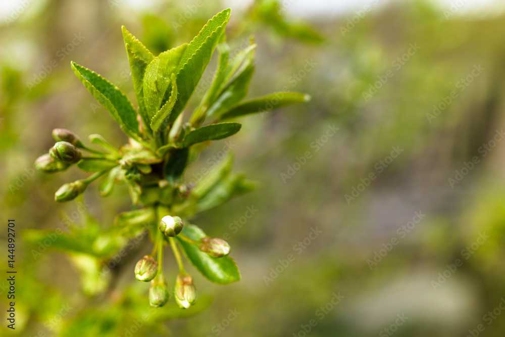 Close-up of spring buds. Awakening of nature. Macro shot. Close-up of spring buds. Awakening of nature. Macro shot.