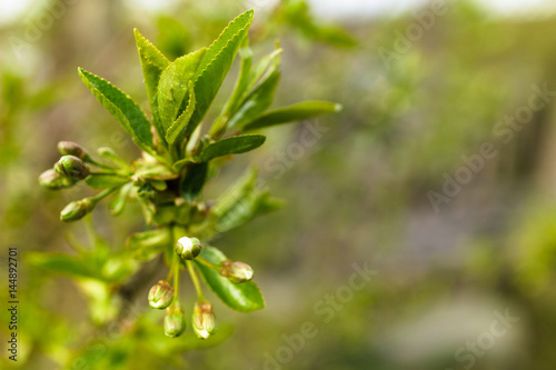 Close-up of spring buds. Awakening of nature. Macro shot.