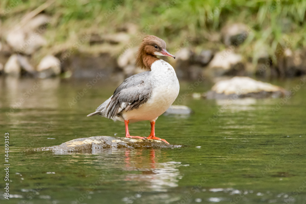 Goosander (Mergus merganser) female. Sawbill duck in the family Anatidae, with crest and serated bill, on the River Taff, Cardiff, UK Goosander (Mergus merganser) female. Sawbill duck in the family Anatidae, with crest and serated bill, on the River Taff, Cardiff, UK