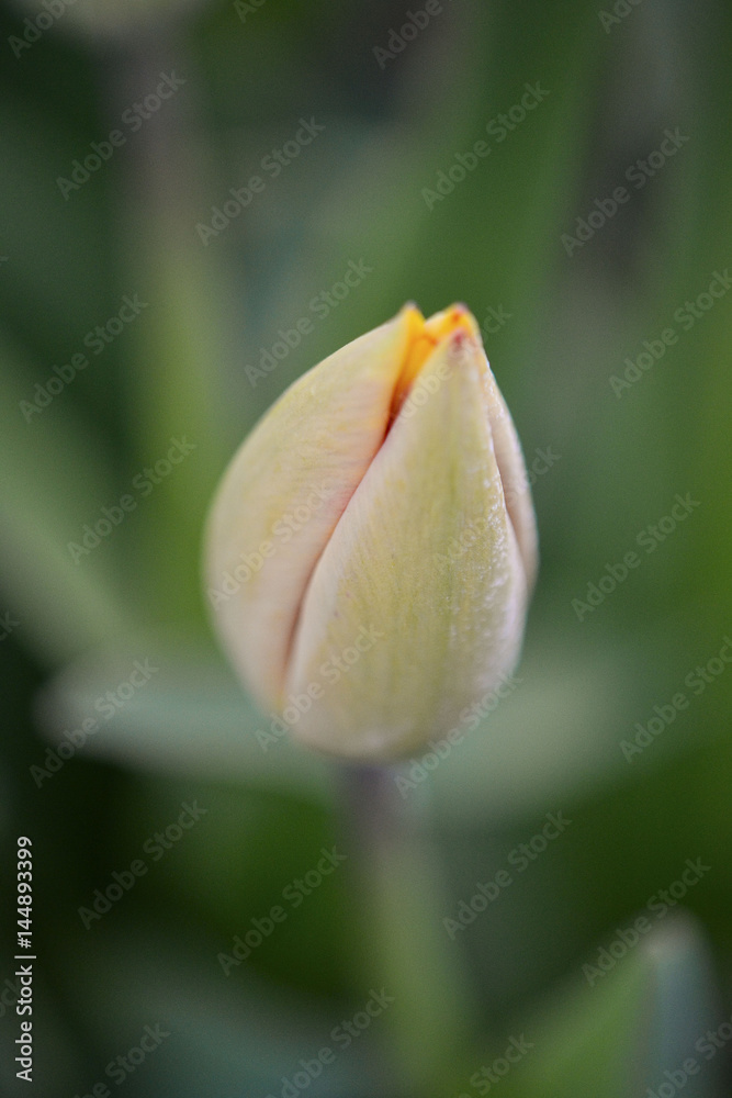 Tulip flower bud isolated, with dense leaves and light shadows in soft focus at the background. Tulip flower bud isolated, with dense leaves and light shadows in soft focus at the background.
